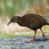 Chrastal weka - Gallirallus australis - Weka 1422